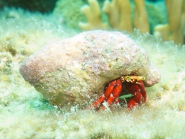 Red Reef Merit Crab IMG 6067